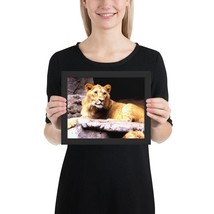 Lazy Lion in the wild custom Framed Poster - £22.90 GBP