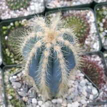 Live Plant Pilosocereus pachycladus Cactus Cacti Succulent Real  - £50.96 GBP