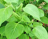 100 Seeds Green Shiso Seeds Perilla Japanese Herb Vegetable Beefsteak Pl... - £7.20 GBP