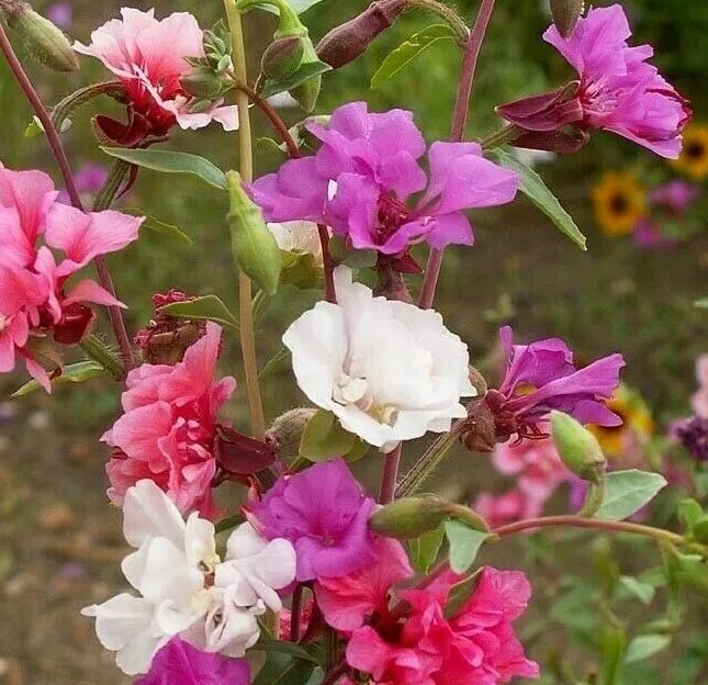 CLARKIA FLOWER SEEDS  annual FLOWER garden GODETIA mixed colors 1000+ Seeds - £2.69 GBP