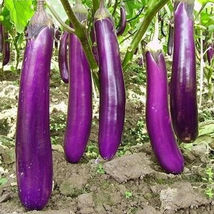 200 Seeds Long Purple Eggplant - £7.87 GBP