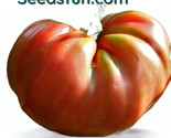 50 Brandywine Tomato Seeds Heirloom Non Gmo Fast Shipping - $8.99