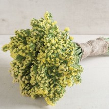 40 Statice Seeker Light Yellow seeds Fresh Fast Shipping - $8.98