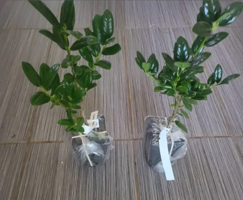 6-12&quot; Tall Seedling 2.5&quot; Pot China Girl Holly Shrub - Live Potted Plant - $79.90