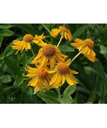 50 Helenium Hoopesii Golden Flower Seeds Perennial Garden USA Shipping - £10.73 GBP