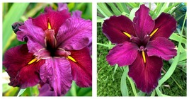 Louisiana Iris Red Velvet Elvis-native American wildflower - Live STARTER Plant - £33.80 GBP