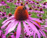 200 Seeds Purple Coneflower Seeds Echinacea Perennial Wildflower Fast Sh... - $8.99