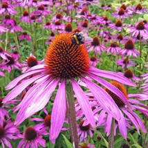 200 Seeds Purple Coneflower Seeds Echinacea Perennial Wildflower Fast Shipping - £7.18 GBP