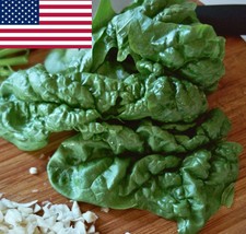 Spinach Seeds Organic Bloomsdale Savoy 200 Seeds Fresh Seeds Fast Shipping - $13.08