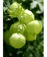 MBK 15 Organic Balloon Vine Seeds Love In A Puff Harvest Bulk Seeds - $244.56 MXN