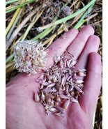HSeeds Music Garlic  Heirloom Hardneck Porcelain Variety - Bulbils 100 S... - $12.69 CAD
