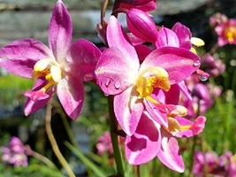 Live Plant Ground Orchid Purple Yellow Spathoglottis plicata 10&quot; tall - $26.50