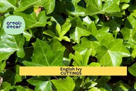 15 English Ivy Cuttings | Cold Hardy Evergreen Vine | South Carolina Gro... - $35.99