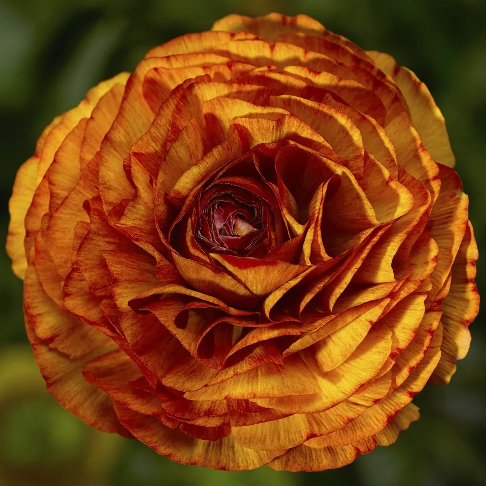 Ranunculus Seeds Magic Chocolate 25 Seeds Pelleted Seeds - £14.49 GBP