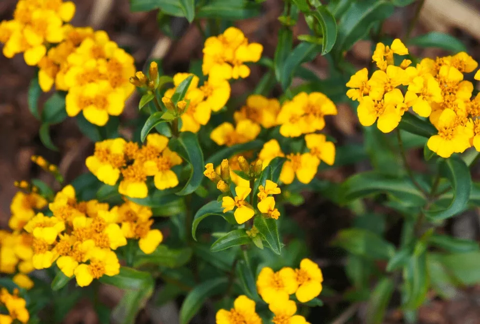 Mexican Tarragon Mint Marigold 25 Seeds for Garden Planting USA - £7.51 GBP