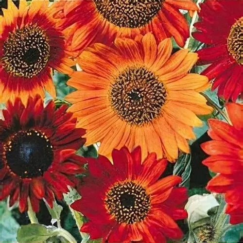 Earthwalker Sunflower Seeds Annual Cut Flower Heirloom NON-GMO USA  50+ ... - $6.00