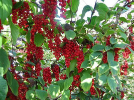 Chinese Magnolia Vine, Schisandra chinensis, 60 Seeds (Edible Fruit, Fast, Hardy - £7.00 GBP