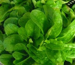 500 Seeds Corn Salad( Mache, Lamb&#39;s Lettuce) - $9.00