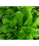 500 Seeds Corn Salad( Mache, Lamb&#39;s Lettuce) - $168.96 MXN