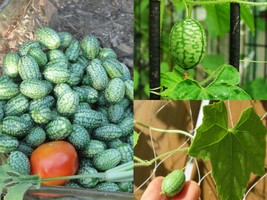 20+MOUSE MELON Mexican Sour Gherkin Cucumber Vegetable Seeds Organic Container - £10.03 GBP