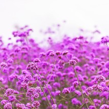 US Seller 250 Common Vervain Verbena Officinalis European Herb Pink Purple Flowe - £10.95 GBP