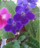 Bulk Pack * 500+ Seeds * Mixed Colour Streptocarpus (hybrid) / Cape Primrose - $40.00