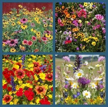 Wildflower Mix SeedsperennialsAnnualshummingbirdheirloom 2000+ Seeds - £6.66 GBP