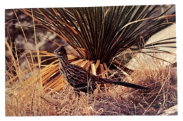 Roadrunner State Bird of New Mexico Carlsbad State Park NM UNP Postcard c1960s - £4.47 GBP