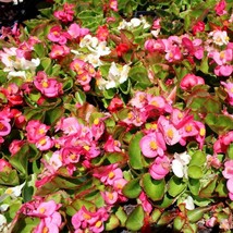 30 Gorgeous Begonia Ambassador Seeds (Red, White And Pink) Annual Mix Fl... - £14.32 GBP