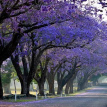 Purple Jacaranda Seeds (10 pcs.) - Create a Tropical Oasis, Ideal for Garden Ent - £6.03 GBP