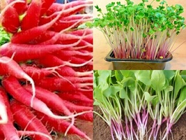 300+ Seeds RED ARROW RADISH Sprouting Vegetable Garden Container Easy - £13.38 GBP