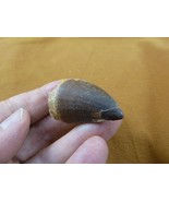 (DF233-160) 1-5/8" Fossil MOSASAURUS Dinosaur tooth Mosasaur dig fossil ... - €19,91 EUR
