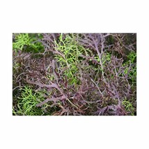 Mustard Mizuna Red Streaked Organic - 2 gm approx 1400 seeds  - $10.97 CAD