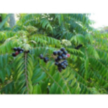 Curry Leaf (Murraya koenigii) Medium Coconut Coir Pot size plant - £39.03 GBP