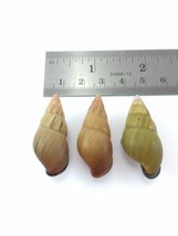 #36 Amphidromus Noriokowasoei Lot Of 3 Land Tree Snail Shell Vietnam 35.... - $14.54