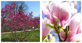 Ann Magnolia 2.5 inch Potted 1 Plant, Purple White Pink Flowers, Tree Shrub - £36.17 GBP