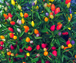 RJ 25 Prairie Fire Ornamental Pepper Seeds Spicy Seed Plant Perennial 60  - £7.44 GBP