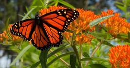 Asclepias tuberosa seeds butterfly weed Milkweed semillas graines seed - £4.21 GBP+