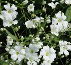 Baby&#39;s breath, white annual flower, 150 seeds - £6.28 GBP