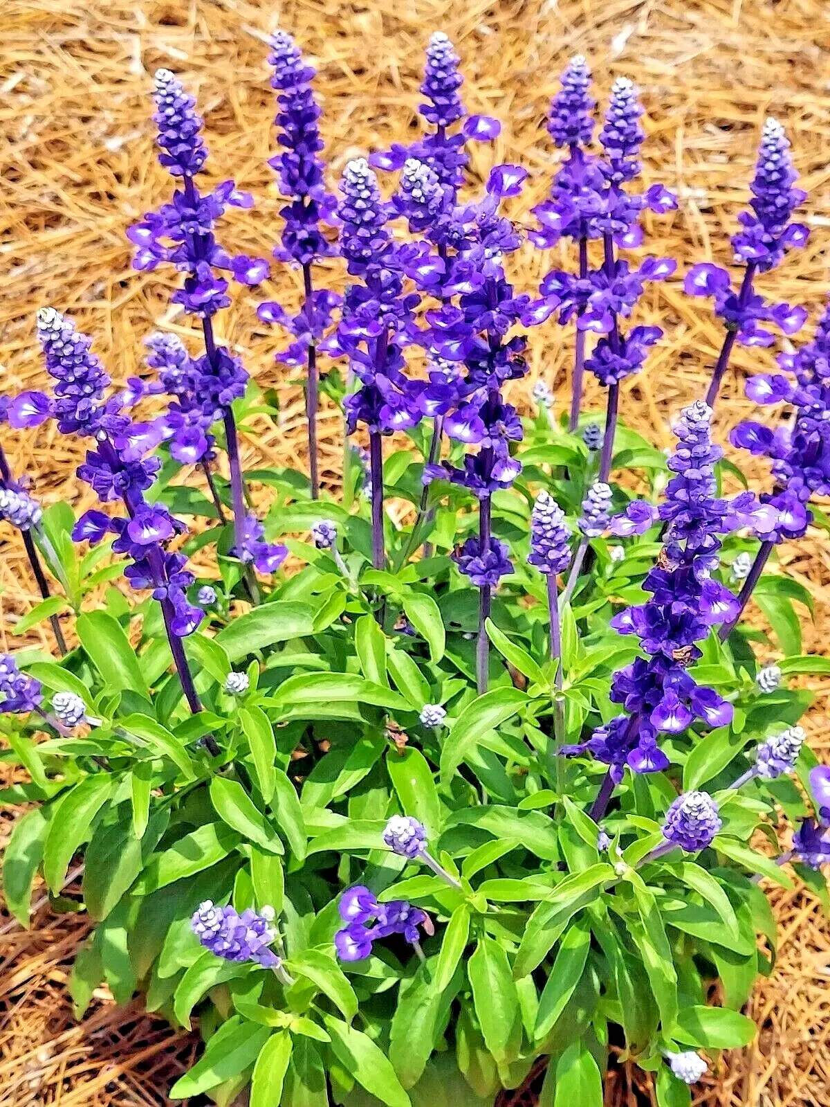 SYST 100 Seeds Sage Mosquito Repellent Herb Heirloom Seed Catalog Home G... - $13.47 CAD