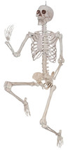 Sunstar 60 Inch Posable Skeleton - $2,021.68 MXN