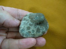 (F831-224) 1-3/4&quot; unpolished Petoskey stone fossil coral specimen MI state rock - £11.98 GBP