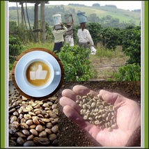 Divas Favorite IMPORTED Zulu Brew Roasted Assagay Bean Coffees From South Africa image 3