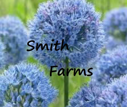 25 Seeds Blue Allium Flowers From US - £7.93 GBP