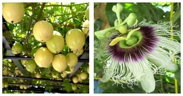 Live Starter Plant SWEET SUNRISE Passion Fruit Passiflora edulis~ Self Fertile - £34.36 GBP