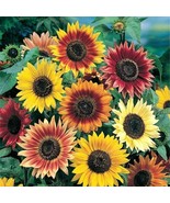 USA SELLER 1R10D1 Sunflower Seeds Autumn Beauty Mix 1000 Seeds - $24.95