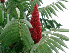 BPA 50 Seeds Staghorn Sumac Tree Rhus Typhina Yellow Flowers Red BerriesFrom USA - £7.91 GBP