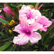 15 Outsidepride Mexican Petunia Pink Flower Seeds - £7.85 GBP