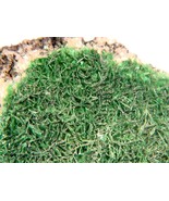 TORBERNITE - Musonoi Mine, Katanga, DR Congo - $7,508.40 MXN