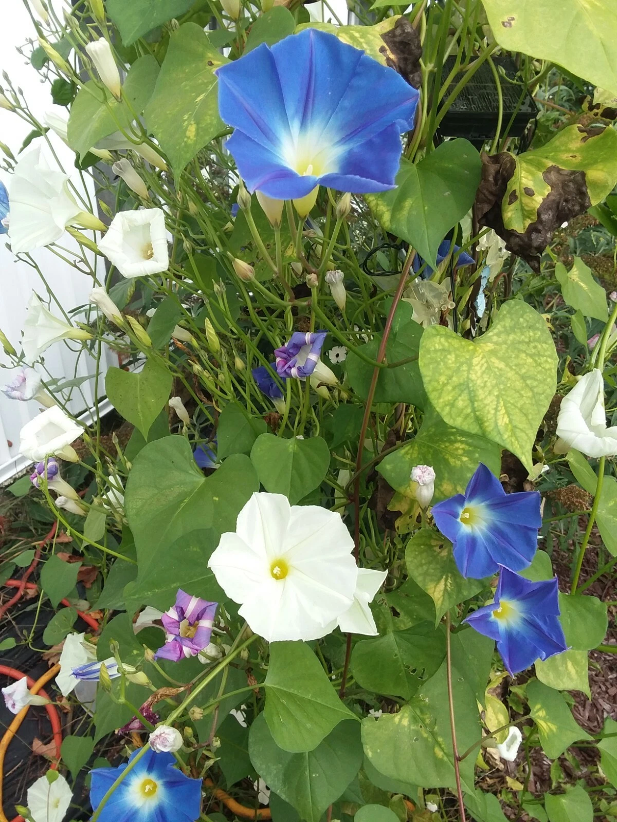 Morning Glory Seed mix 35+ Seeds - $8.94